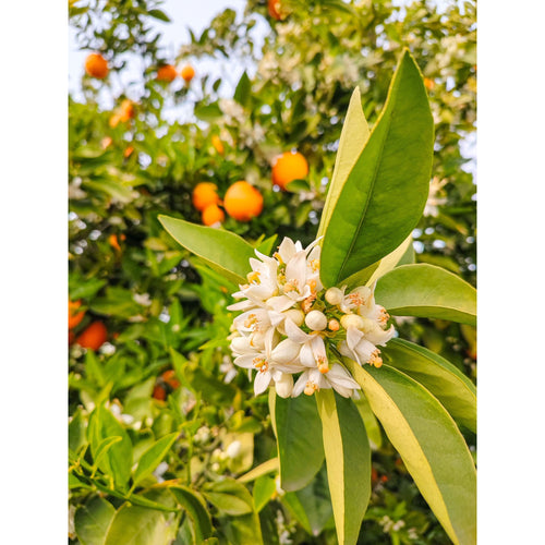 azahar fragrancia para velas, acetites aromatica 