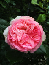 Cargar imagen en el visor de la galería, English Rose &amp; Pink petals - Fragrance Oil
