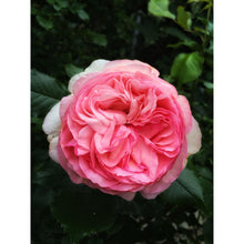 Load image into Gallery viewer, English Rose &amp; Pink petals - Fragrance Oil
