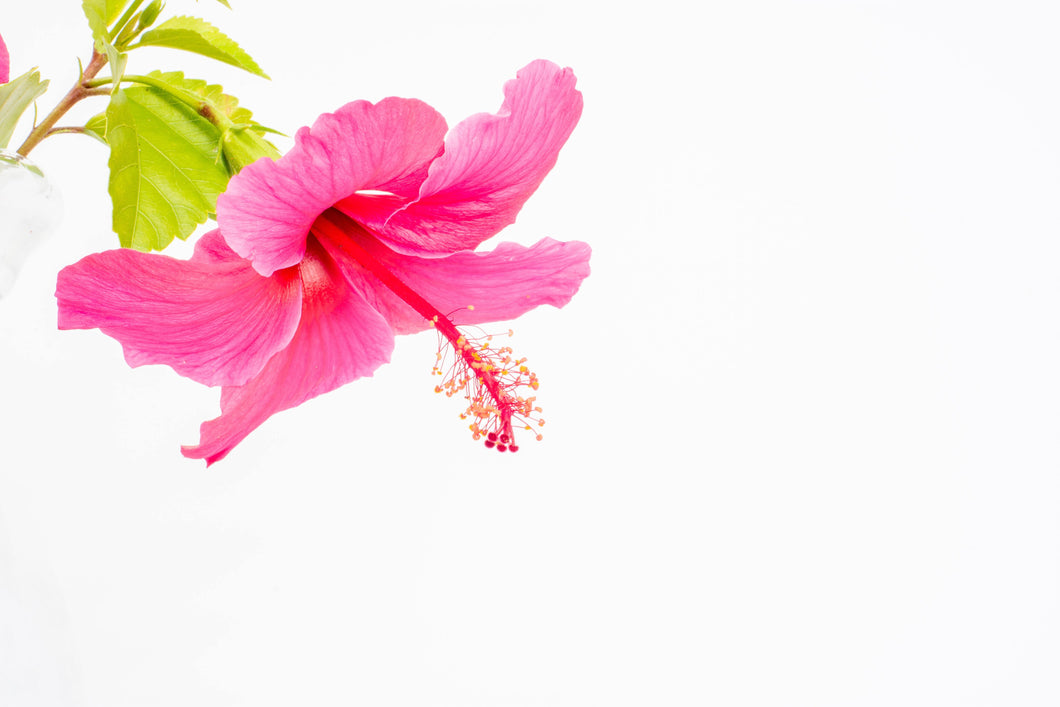 Coconut Milk and Jasmine Hibiscus Flowers - Fragrance Oil