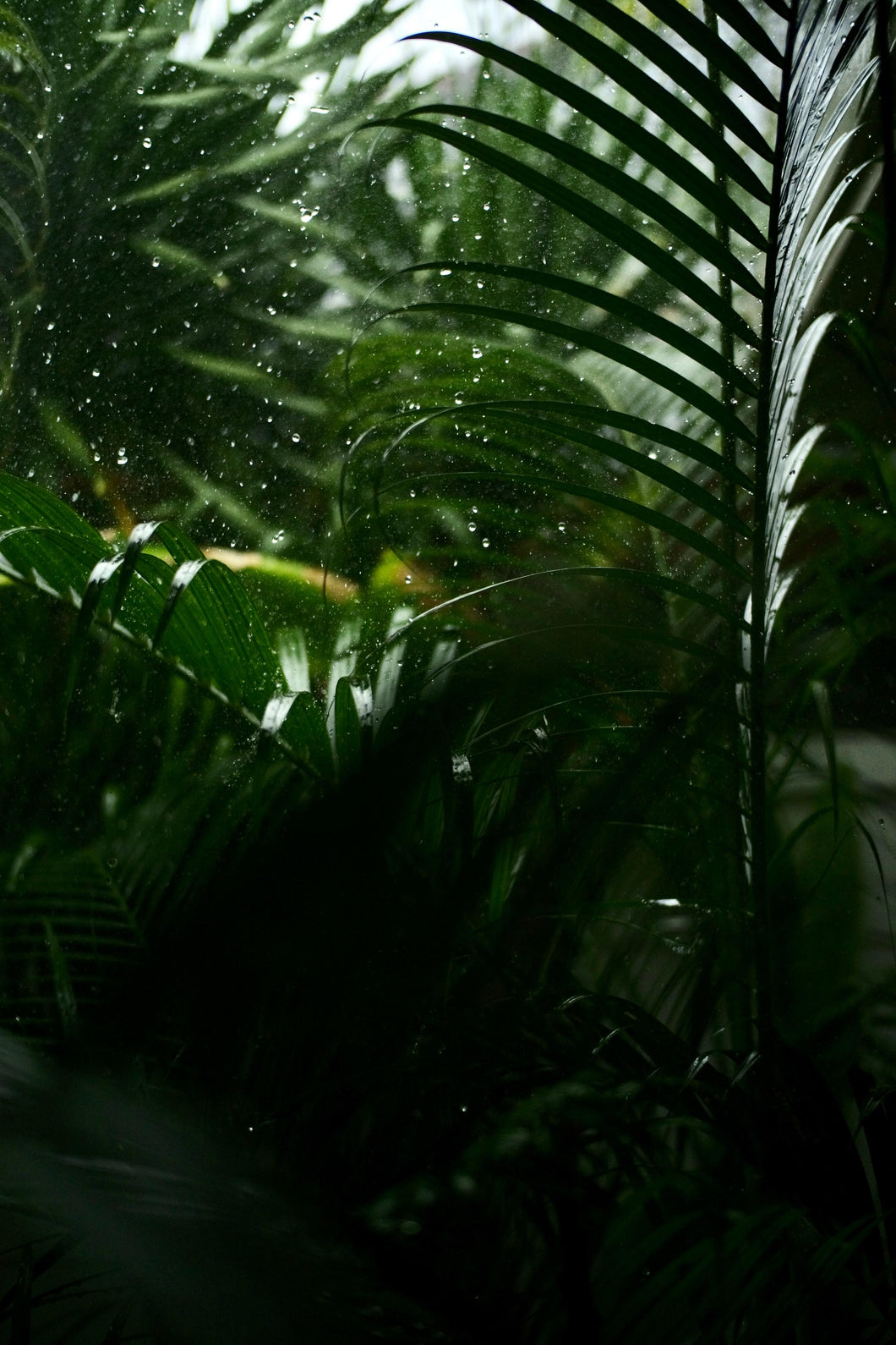 Amazon Rain Eco Earth Fragrance Oil