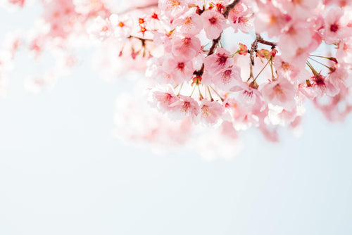 cherry blossom fragrance oil